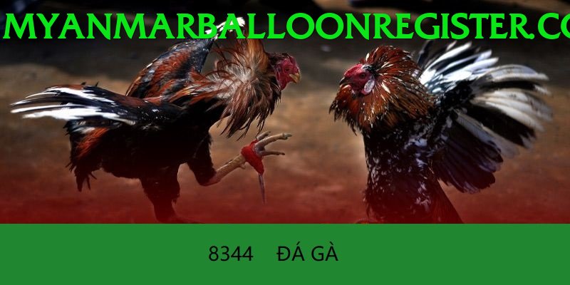 Đá Gà Trực Tiếp - 8qbet